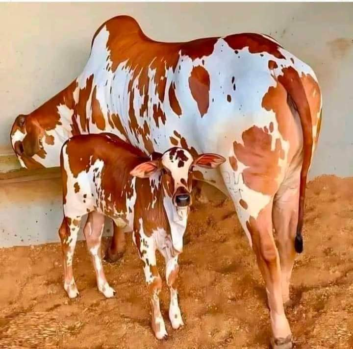 A cow with her calf at the goshala
