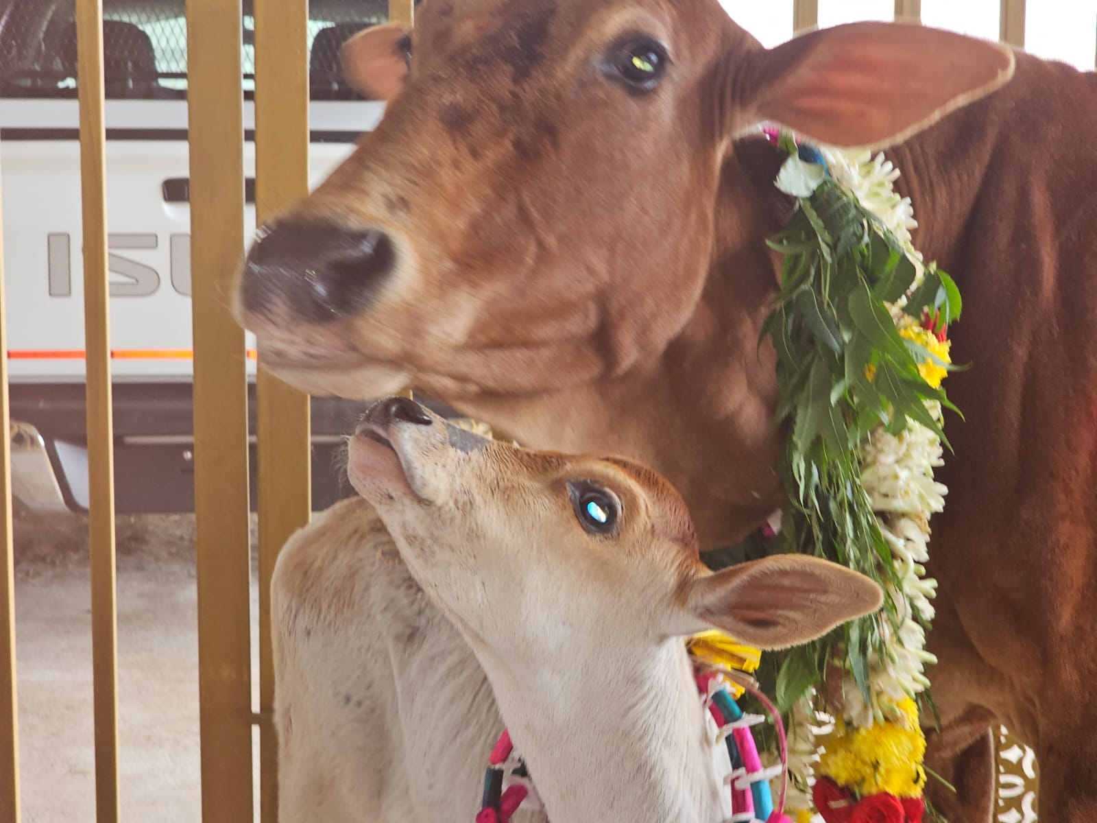 A garlanded brown cow and her calf at the goshala