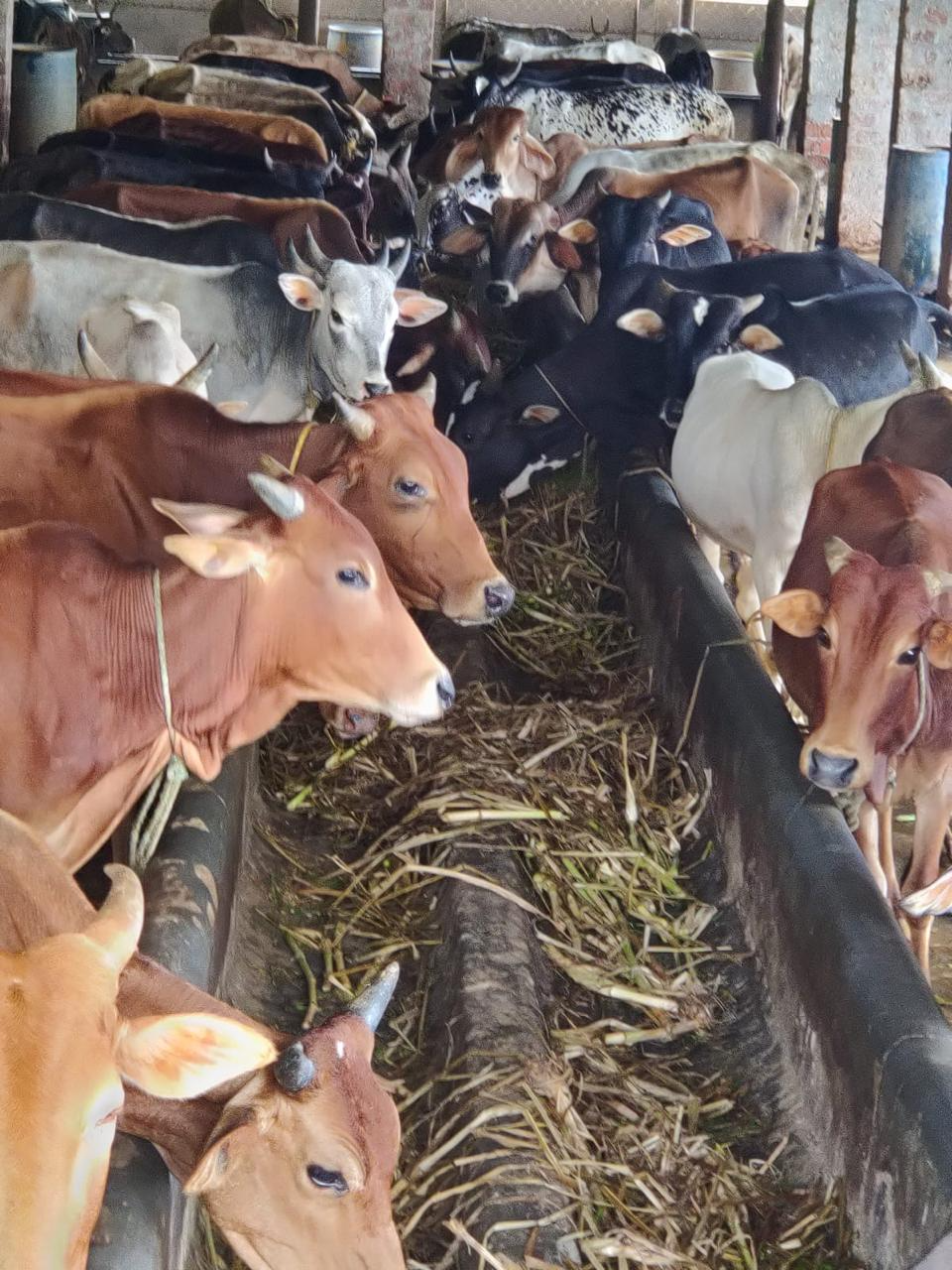 Cows feeding at the troughs inside the goshala shed